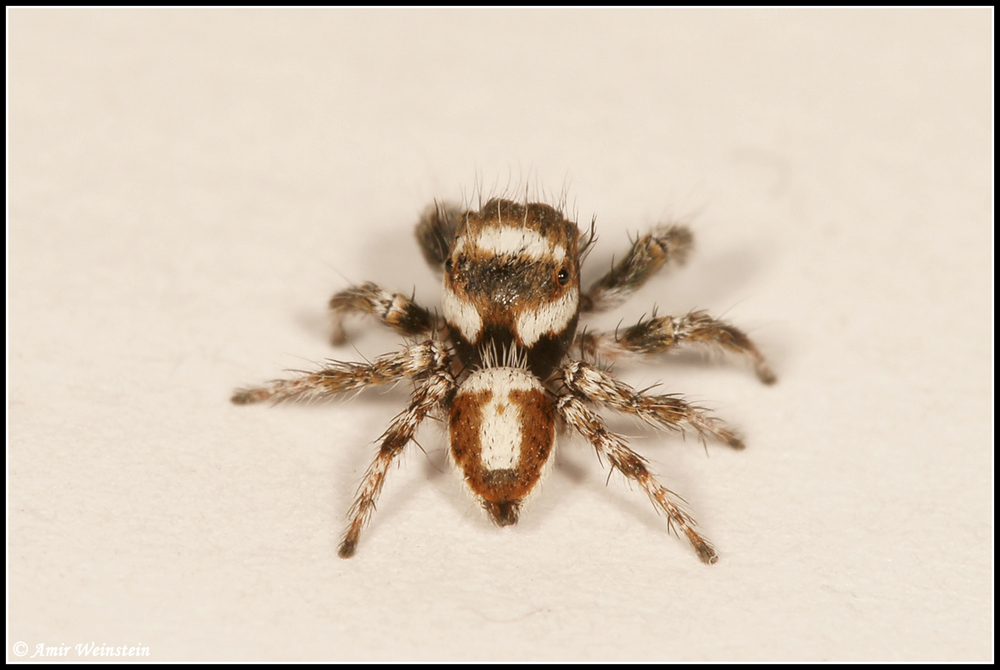 Salticidae  d''Israele - Help ID